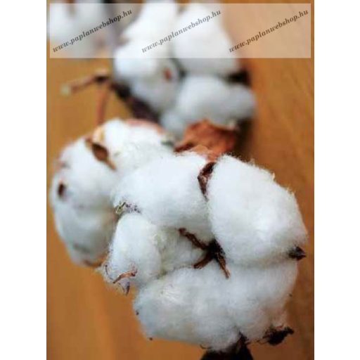 Billerbeck COTTONA pamut paplan, 135x200 cm (500 g)