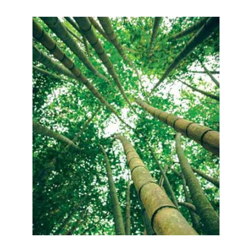 Billerbeck Bambusz light paplan, 200x220 cm (880 g)