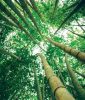 Billerbeck Bambusz kispárna, 36x48 cm